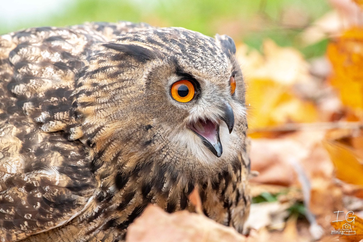 AK6I2482 31 oktober 2021 1651 51